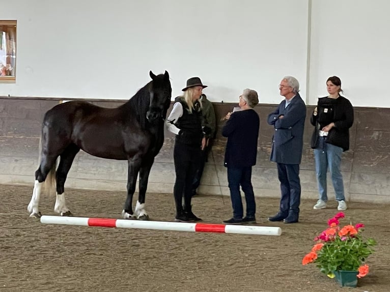 Weitere Ponys/Kleinpferde Stute 3 Jahre 148 cm Rappe in Scheffau am Wilden Kaiser