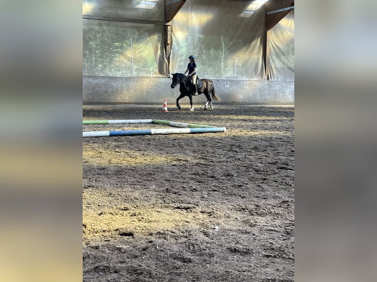 Weitere Ponys/Kleinpferde Stute 3 Jahre 148 cm Rappe in Scheffau am Wilden Kaiser