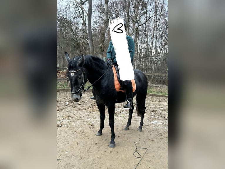 Weitere Ponys/Kleinpferde Stute 3 Jahre 153 cm Schimmel in Marklohe