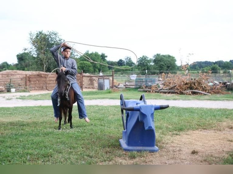 Weitere Ponys/Kleinpferde Stute 3 Jahre 91 cm Rappe in Monett