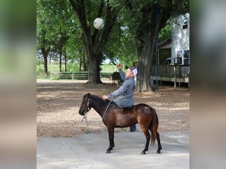 Weitere Ponys/Kleinpferde Stute 3 Jahre 91 cm Rappe in Monett