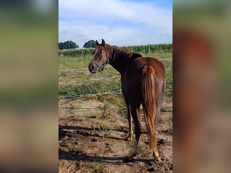 Weitere Ponys/Kleinpferde Stute 4 Jahre 135 cm Dunkelfuchs in Hamburg Lemsahl-Mellingstedt