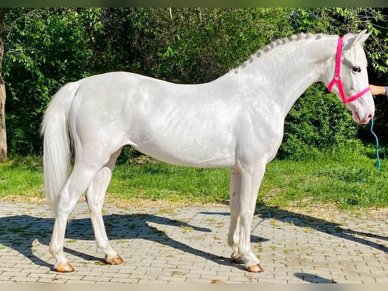 Weitere Ponys/Kleinpferde Stute 4 Jahre 145 cm Schimmel in Deggendorf