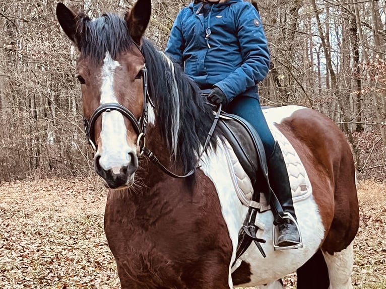 Weitere Ponys/Kleinpferde Stute 4 Jahre 157 cm Schecke in Ursensollen