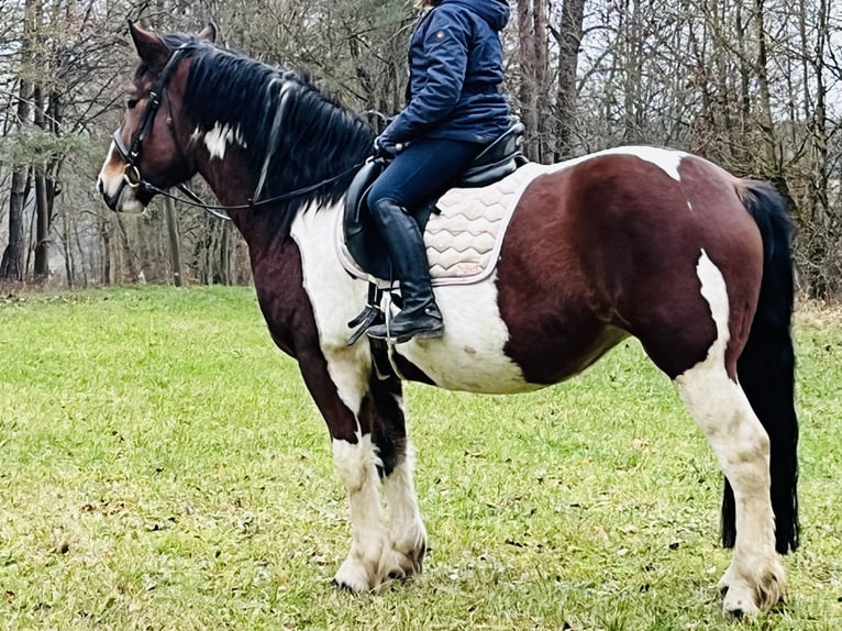 Weitere Ponys/Kleinpferde Stute 4 Jahre 157 cm Schecke in Ursensollen