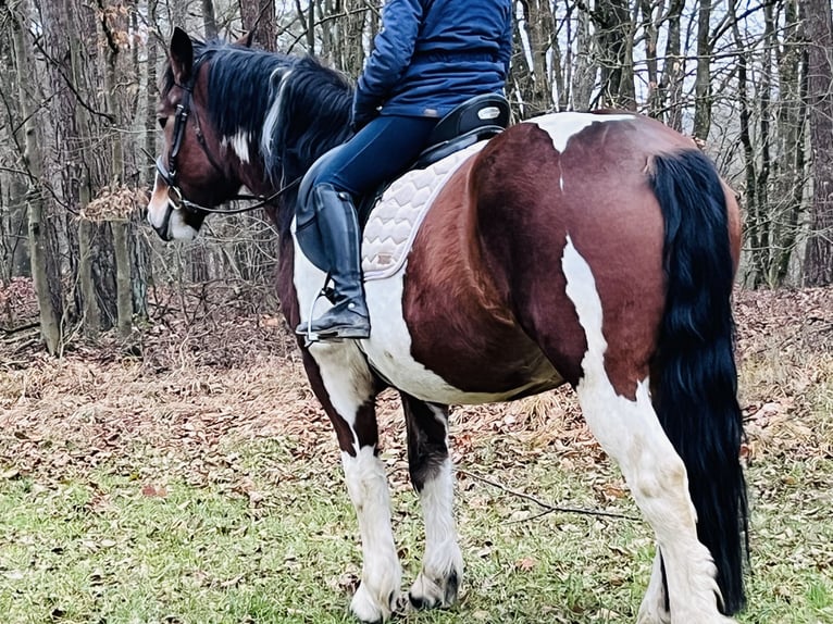 Weitere Ponys/Kleinpferde Stute 4 Jahre 157 cm Schecke in Ursensollen