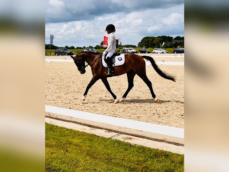 Weitere Ponys/Kleinpferde Stute 5 Jahre 136 cm Dunkelbrauner in Dalen