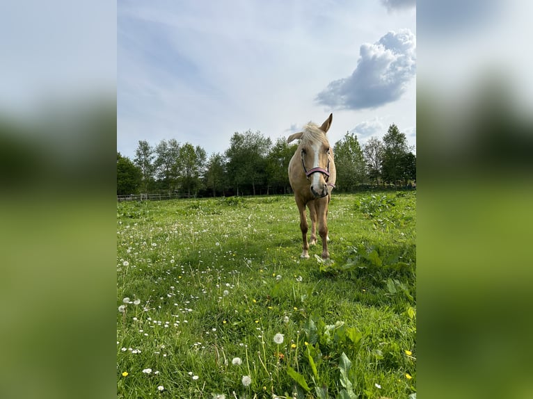 Weitere Ponys/Kleinpferde Stute 5 Jahre 144 cm Palomino in Apen