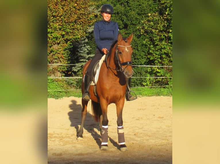 Weitere Ponys/Kleinpferde Stute 5 Jahre 145 cm Brauner in Velpke