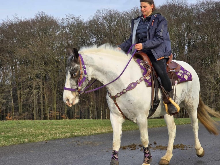 Weitere Ponys/Kleinpferde Stute 5 Jahre 146 cm Schecke in Linkenbach