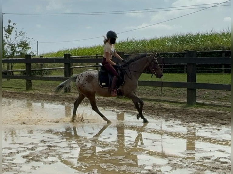 Weitere Ponys/Kleinpferde Stute 5 Jahre 148 cm Tigerschecke in Daleiden