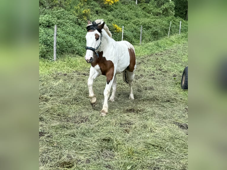 Weitere Ponys/Kleinpferde Mix Stute 5 Jahre 150 cm Schecke in Daleiden