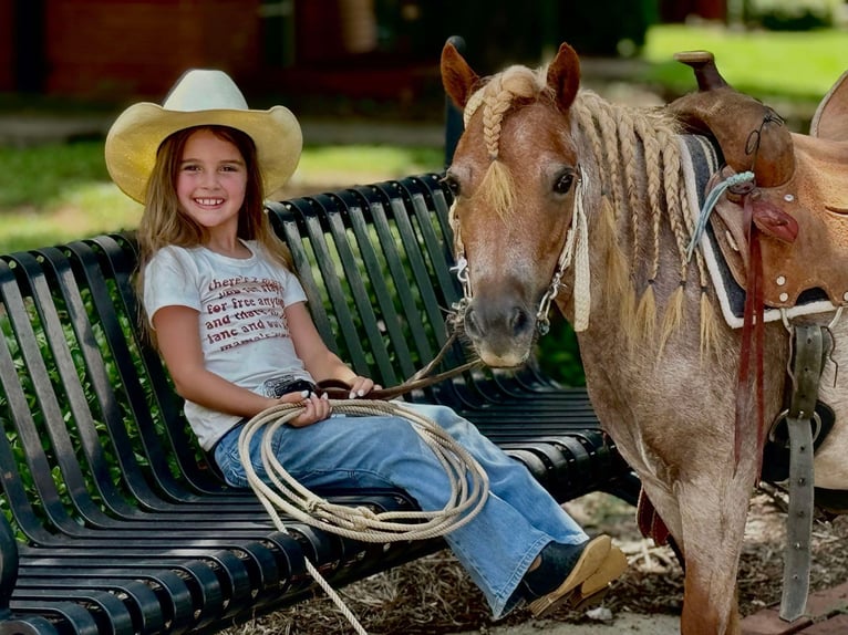 Weitere Ponys/Kleinpferde Stute 5 Jahre 94 cm Roan-Red in Brierfield