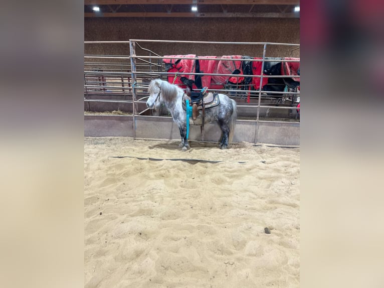 Weitere Ponys/Kleinpferde Stute 5 Jahre 97 cm Schimmel in Brownstown, IL