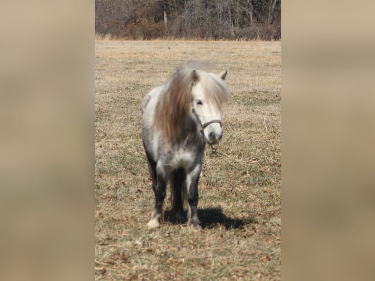 Weitere Ponys/Kleinpferde Stute 5 Jahre 97 cm Schimmel in Brownstown, IL