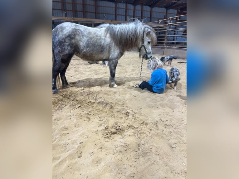 Weitere Ponys/Kleinpferde Stute 5 Jahre 97 cm Schimmel in Brownstown, IL