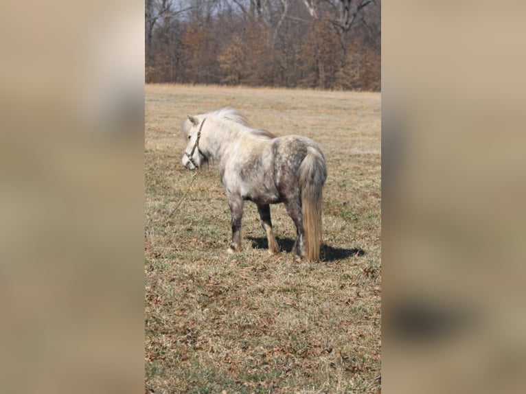 Weitere Ponys/Kleinpferde Stute 5 Jahre 97 cm Schimmel in Brownstown, IL