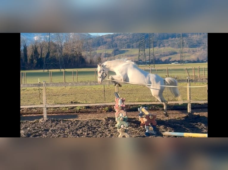 Weitere Ponys/Kleinpferde Stute 6 Jahre 137 cm Cremello in Schlins