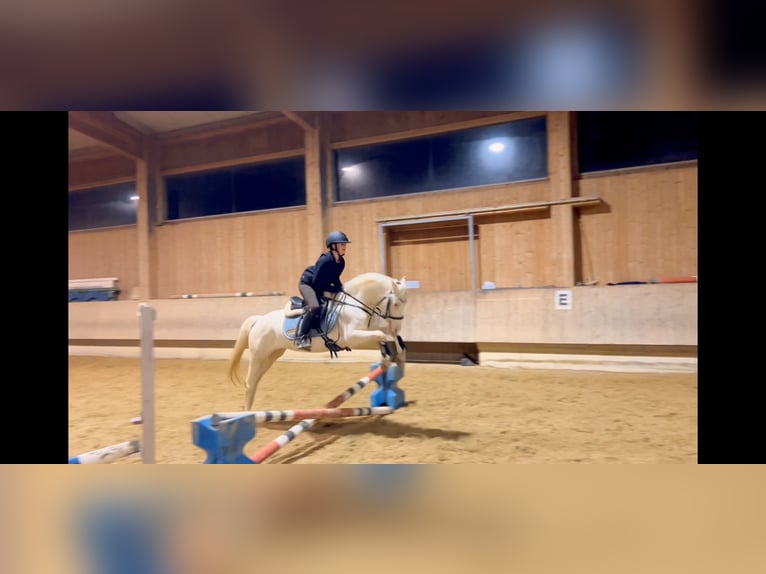 Weitere Ponys/Kleinpferde Stute 6 Jahre 137 cm Cremello in Schlins