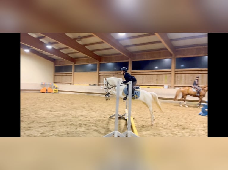 Weitere Ponys/Kleinpferde Stute 6 Jahre 137 cm Cremello in Schlins