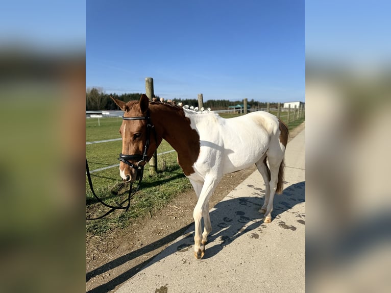 Weitere Ponys/Kleinpferde Stute 6 Jahre 143 cm Schecke in Schnaittach