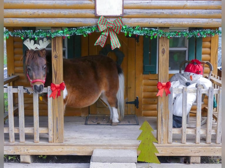 Weitere Ponys/Kleinpferde Stute 6 Jahre 71 cm Schecke in Hillsboro