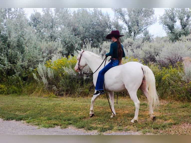 Weitere Ponys/Kleinpferde Stute 7 Jahre 130 cm White in Stephenville