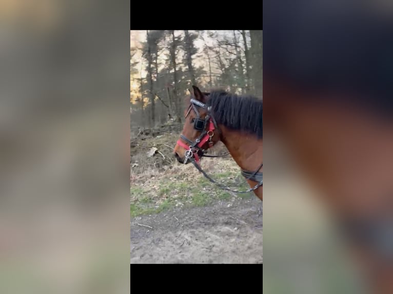 Weitere Ponys/Kleinpferde Stute 7 Jahre 133 cm Brauner in Morsbach
