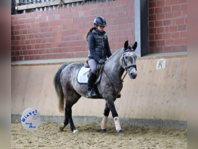 Weitere Ponys/Kleinpferde Stute 7 Jahre 142 cm Apfelschimmel in Dorsten