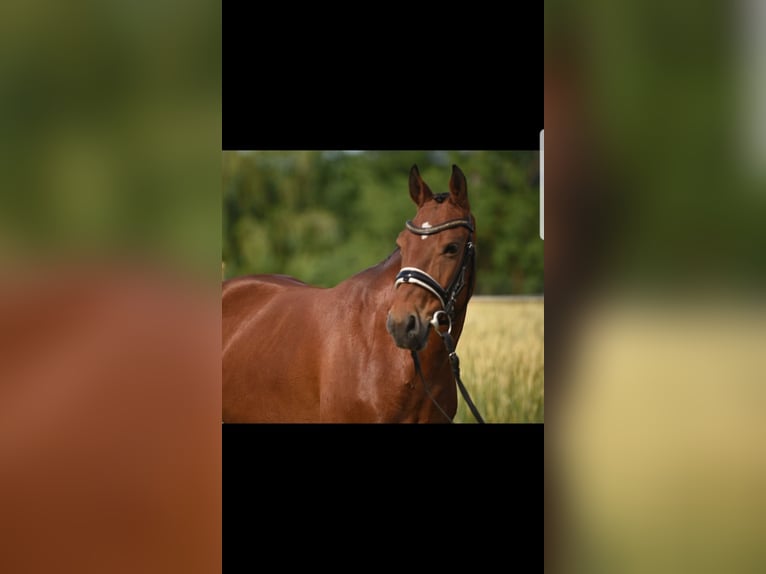 Weitere Ponys/Kleinpferde Stute 7 Jahre 143 cm Brauner in Berlin