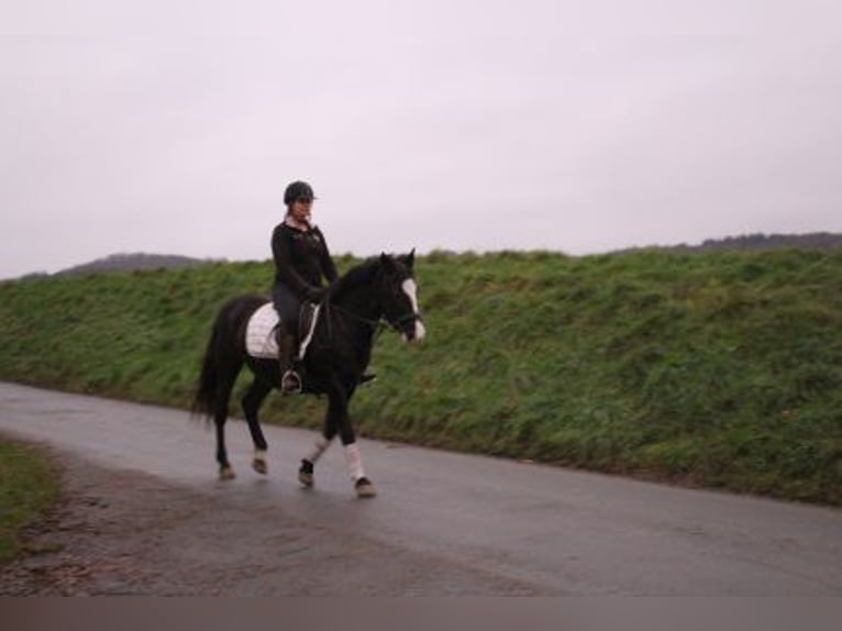 Weitere Ponys/Kleinpferde Mix Stute 7 Jahre 152 cm Rappe in Löhnberg