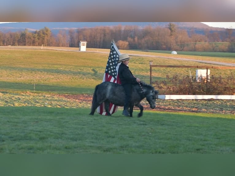 Weitere Ponys/Kleinpferde Stute 7 Jahre 81 cm Roan-Blue in Rebersburg, PA