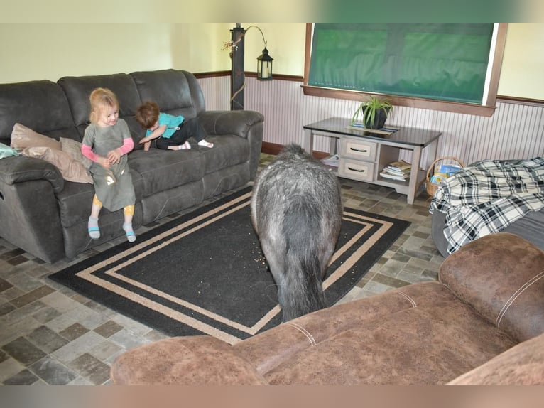 Weitere Ponys/Kleinpferde Stute 7 Jahre 81 cm Roan-Blue in Rebersburg, PA