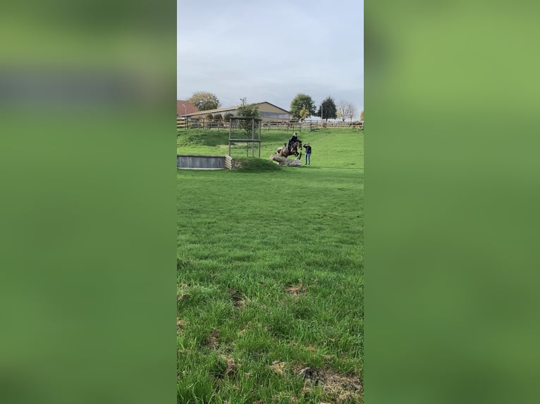 Weitere Ponys/Kleinpferde Stute 8 Jahre 148 cm Brauner in Lyhren