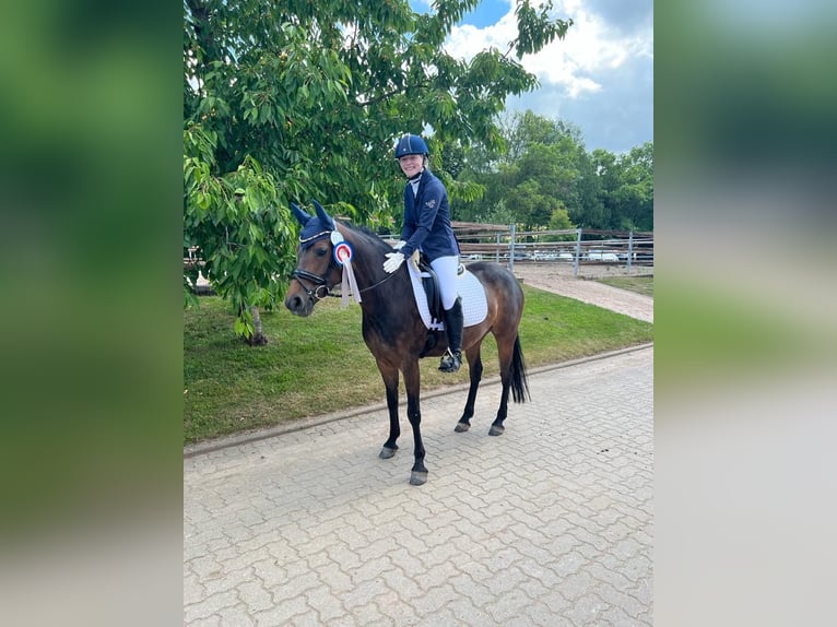 Weitere Ponys/Kleinpferde Stute 8 Jahre 148 cm Brauner in Lyhren