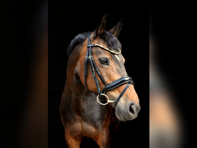 Weitere Ponys/Kleinpferde Stute 8 Jahre 148 cm Brauner in Lyhren