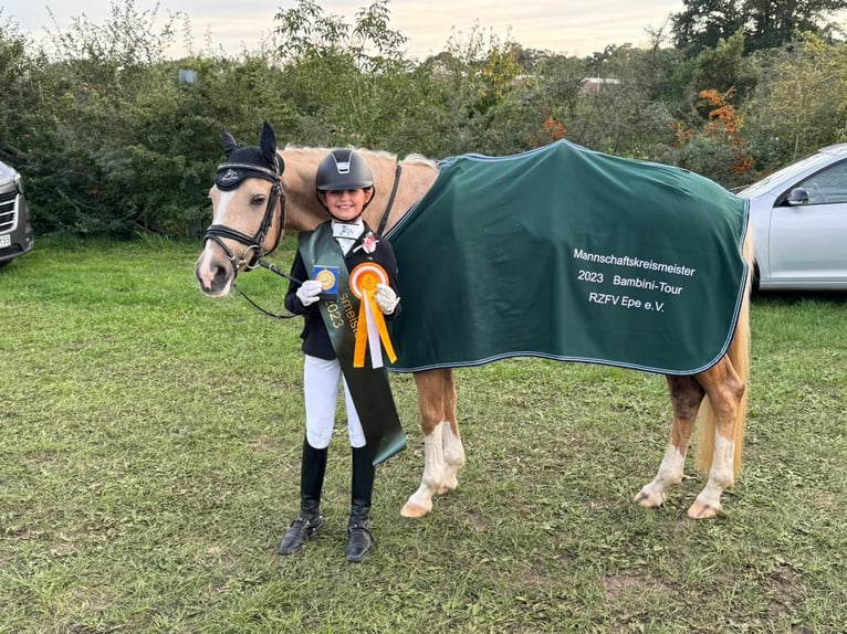 Weitere Ponys/Kleinpferde Stute 8 Jahre 148 cm in Rhede