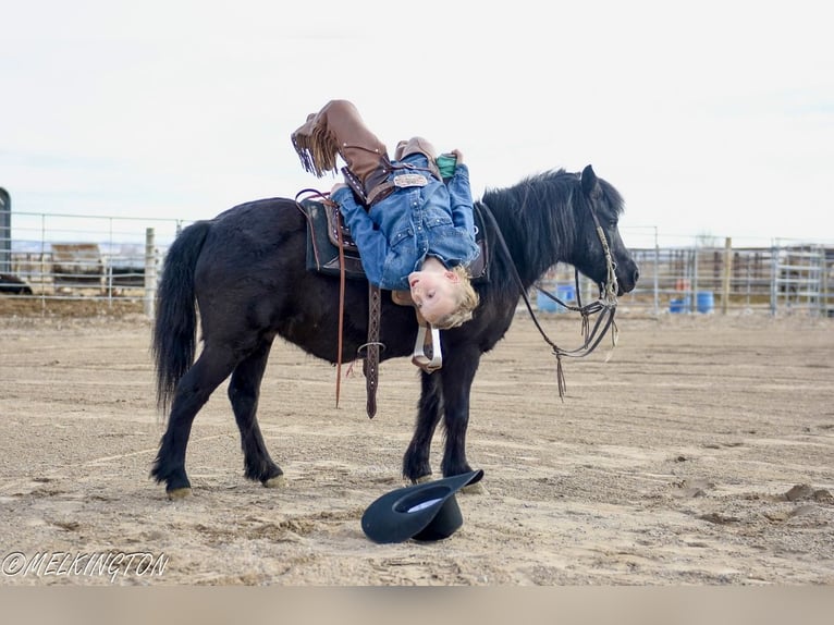 Weitere Ponys/Kleinpferde Stute 9 Jahre 109 cm Rappe in Rigby