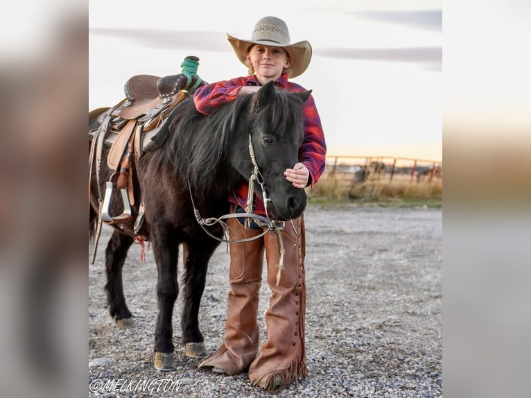 Weitere Ponys/Kleinpferde Stute 9 Jahre 109 cm Rappe in Rigby