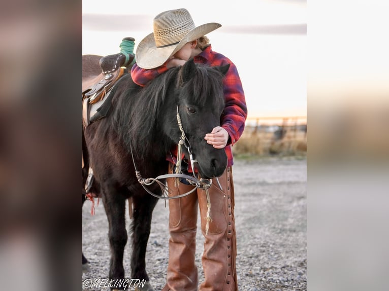 Weitere Ponys/Kleinpferde Stute 9 Jahre 109 cm Rappe in Rigby