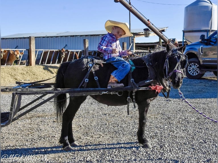 Weitere Ponys/Kleinpferde Stute 9 Jahre 109 cm Rappe in Rigby