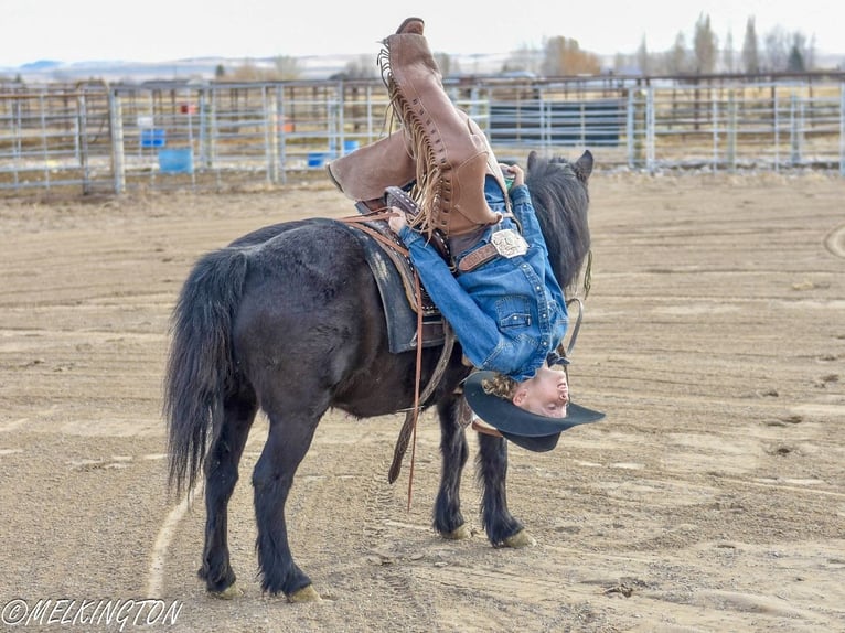 Weitere Ponys/Kleinpferde Stute 9 Jahre 109 cm Rappe in Rigby