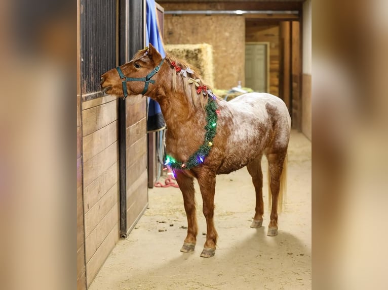 Weitere Ponys/Kleinpferde Stute 9 Jahre 127 cm Roan-Red in Wykoff