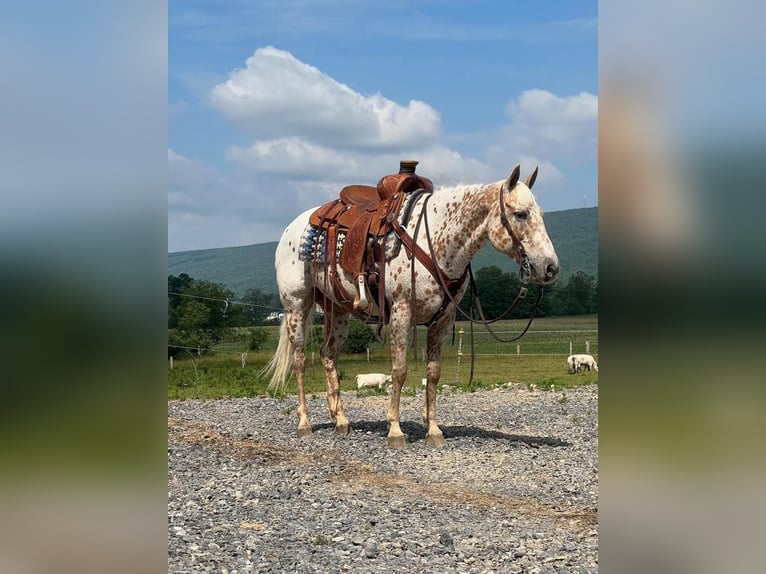 Weitere Ponys/Kleinpferde Stute 9 Jahre 137 cm in Allenwood, PA