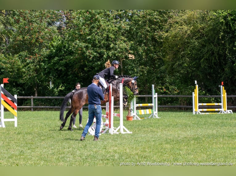 Weitere Ponys/Kleinpferde Stute 9 Jahre 148 cm Brauner in Lyhren