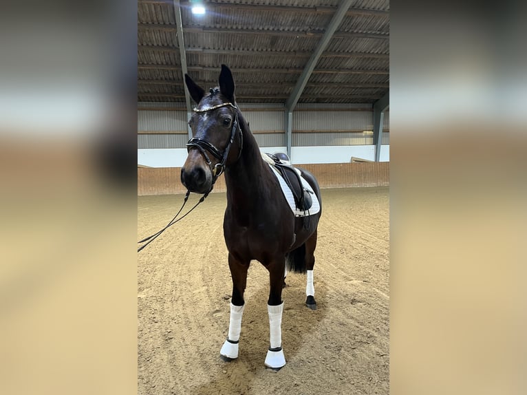 Weitere Ponys/Kleinpferde Stute 9 Jahre 148 cm Brauner in Lyhren