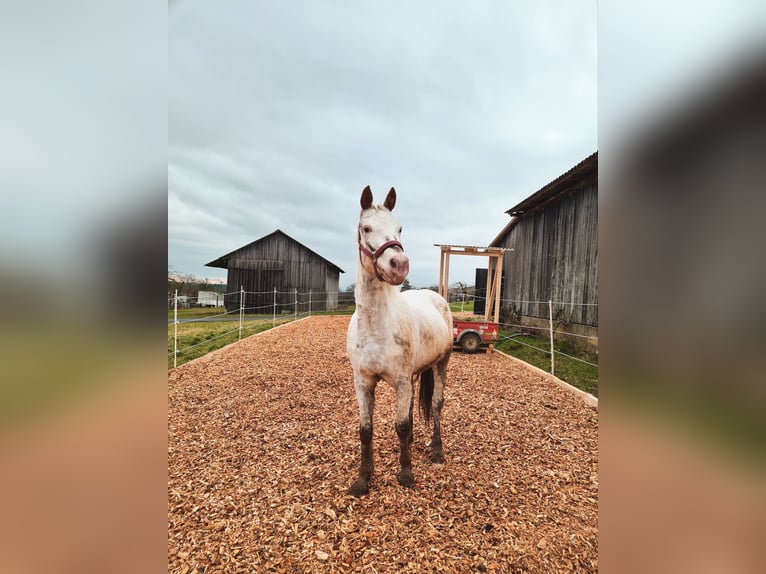 Weitere Ponys/Kleinpferde Mix Stute 9 Jahre 148 cm Roan-Red in Zellingen