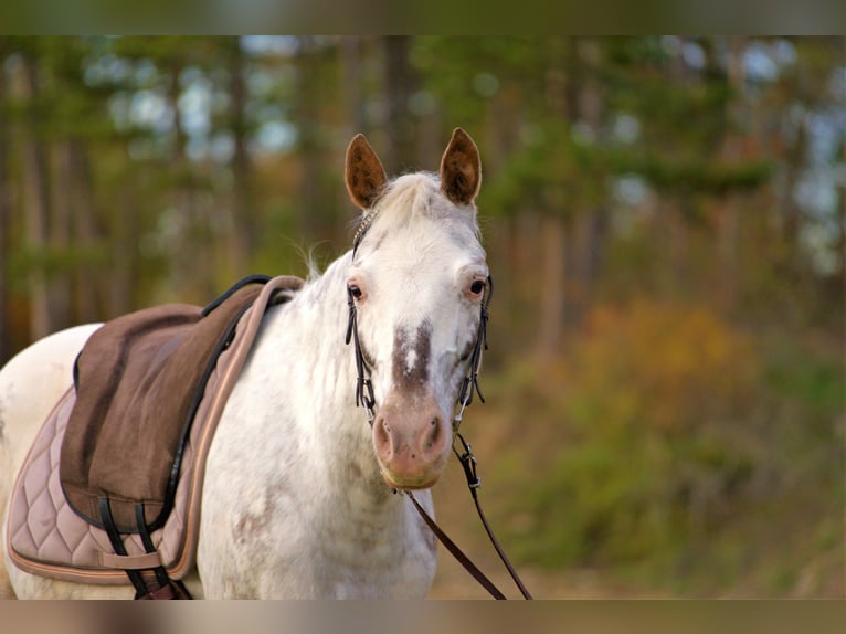 Weitere Ponys/Kleinpferde Mix Stute 9 Jahre 148 cm Roan-Red in Zellingen