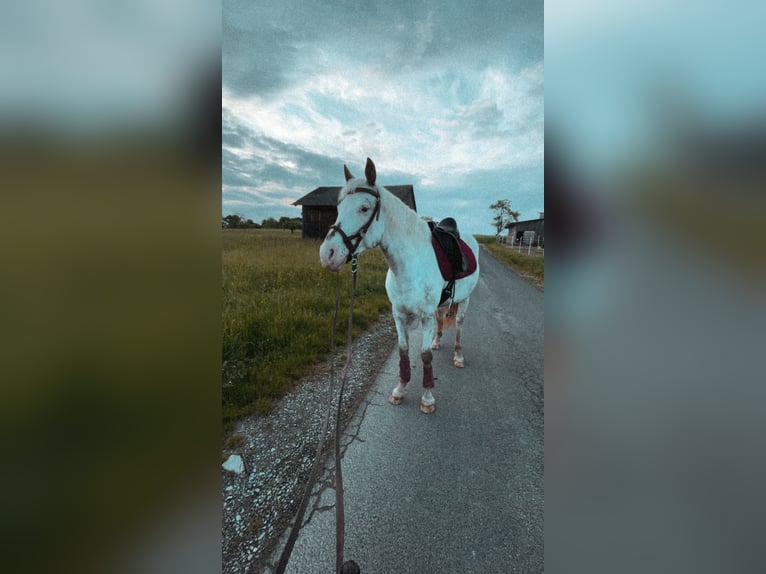 Weitere Ponys/Kleinpferde Mix Stute 9 Jahre 148 cm Roan-Red in Zellingen