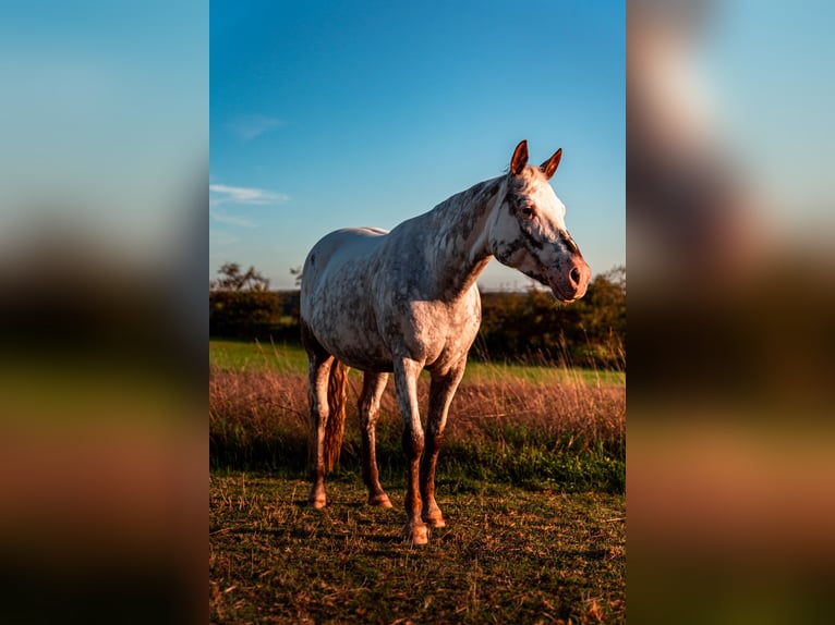 Weitere Ponys/Kleinpferde Mix Stute 9 Jahre 148 cm Roan-Red in Zellingen